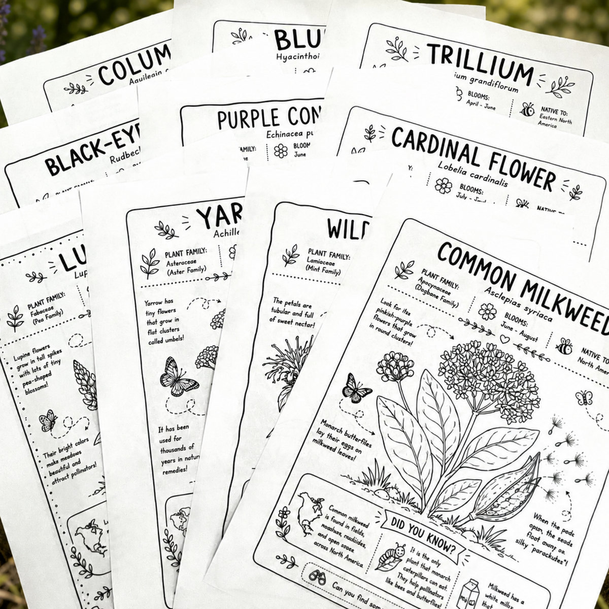 Wildflower Educational Color Pages(10) -Instant download
